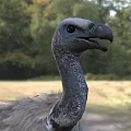 Gray Feathered Vulture With Long Neck And Yellow Talons Standing On Grassy Natural Habitat