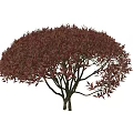 Dark Red Leaf Shrub With Rounded Canopy And Dense Lush Foliage Appearance