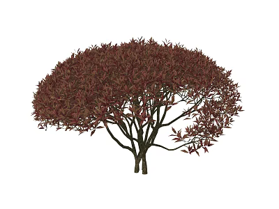 Dark Red Leaf Shrub With Rounded Canopy And Dense Lush Foliage Appearance 3d model