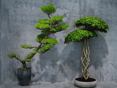 Bonsai Plants Two Curved Pine And Twisted Trunk Against Gray Concrete Wall For Indoor Decor 3d model
