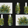 Climbing Vines With Yellow Flowers Decorating White Pillar Displayed From Various Angles