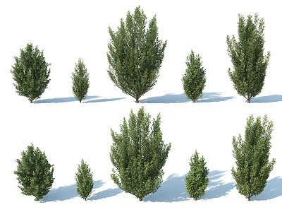 Different Arbor Trees With Lush Green Foliage Various Heights And Dense Canopies 3d model