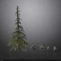 Evergreen Pine Tree And Natural Stones With Various Sizes And Green Foliage