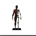 Detailed Human Limb Organs Anatomy Showing Muscle Structure And Bone Framework Details