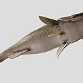 Realistic Brown And Black Fish With Detailed Scales Fins And Tail