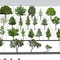The Modern Tree 3d model