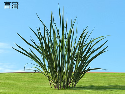 Lush Green Acorus Plant With Long Sword like Leaves In Green Field Under Blue Sky 3d model