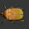 Striking Orange Beetle With Yellow Green Details And Shiny Body On Dark Background