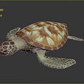 Reptile Sea Turtle With Orange And White Patterned Shell And Green Flippers 3d model