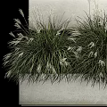 Lush Green Grasses And White Flower Plumes In Modern Tiered White Planters