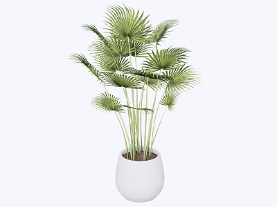 indoor potted plant 3d model