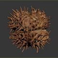 Fresh Spiky Durian Fruit with Brown Outer Shell and Tropical Ripe Appeal