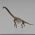 Long Neck Dinosaur Skeleton Standing With Gray Background And Floor Reflection 3d model
