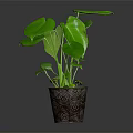 Thriving Green Leafy Plant With Large Leaves In Decorative Patterned Pot For Indoor Decor