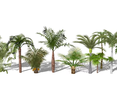 Various Palm Trees With Different Heights And Lush Tropical Foliage For Landscape 3d model
