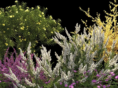 Colorful Garden Flowers With Yellow Blooms White Plants And Purple Petals 3d model