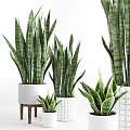 Indoor Lush Green Potted Plants with Various Leafy Types in Decorative Pots
