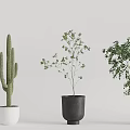 Indoor Decorative Potted Plants With Various Types And Black White Pots