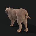Realistic 3D Brown Lynx Rendering With Tufted Ears and Whiskers on Black Background