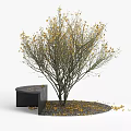 Stylish Black Tree Planters With Yellow Leaf Trees And Gravel Surroundings