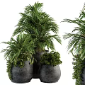 Lush Green Plants In Multiple Black Pots With Large Leaves And Bushy Foliage