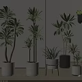 Various Indoor Potted Plants In Different Heights With Decorative White And Black Pots