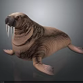 Walrus With Tusks And Pink Skin Lying On Smooth Surface Showing Reflection
