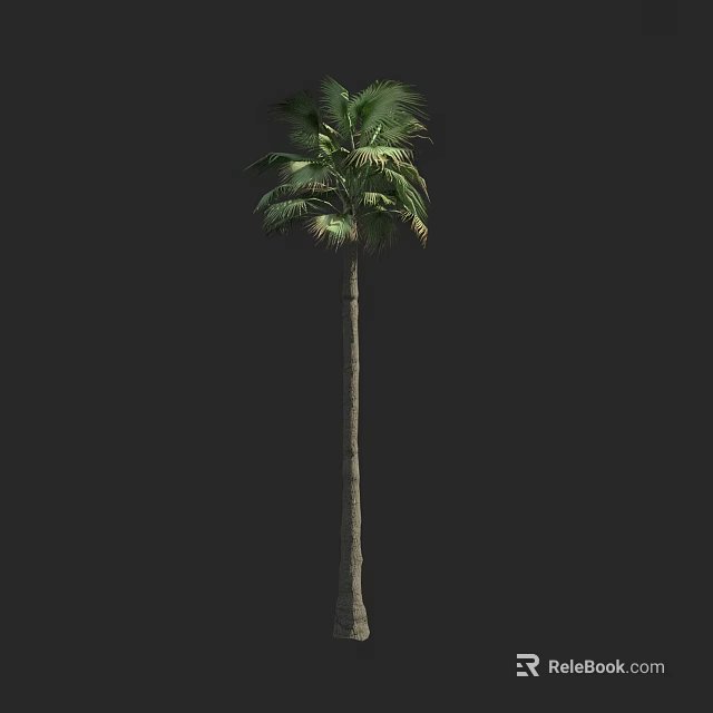 Tall Palm Tree With Slender Trunk And Green Fronds On Dark Background 3d model 