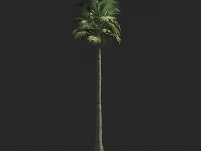 Tall Palm Tree With Slender Trunk And Green Fronds On Dark Background 3d model