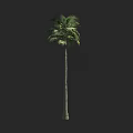 Tall Palm Tree With Slender Trunk And Green Fronds On Dark Background