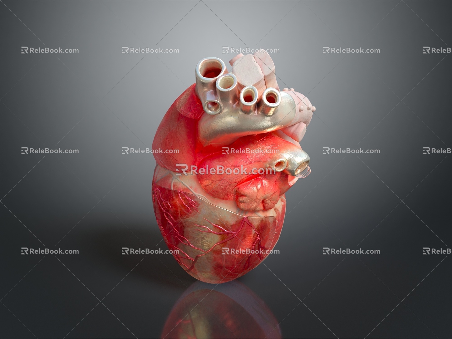 Heart Heart Model Human Heart Heart Anatomical Organ Human Organ Model Human Organ Human Body 3d model