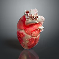 3D Heart Model Medical Device with Detailed Structure for Surgical Training and Education