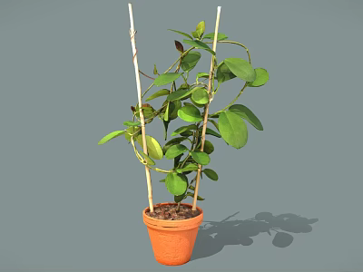 Climbing Potted Plant With Green Leaves And Bamboo Sticks In Orange Pot 3d model