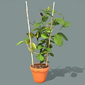 Climbing Potted Plant With Green Leaves And Bamboo Sticks In Orange Pot