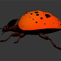 Orange Ladybug With Black Spots On Its Shiny Back Close Up View 3d model