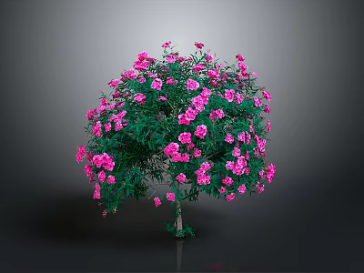 Blooming Ornamental Tree With Lush Green Leaves And Vibrant Pink Flowers 3d model