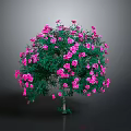 Blooming Ornamental Tree With Lush Green Leaves And Vibrant Pink Flowers