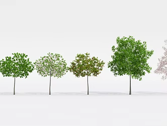 Modern Tree Fruit Tree 3d model