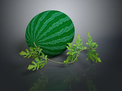 Fresh Green Striped Watermelon With Natural Green Leaves On Dark Background 3d model