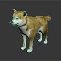 Cute Brown and White Shiba Inu Standing on Dark Background with Reflection