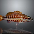 Colorful Red And White Striped Fish With Orange Fins On Gray Background With Reflection