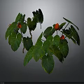 Green Leafy Plants With Large Green Leaves And Red Flowers On Dark Background