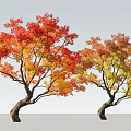 Autumn Deciduous Trees With Red Orange Yellow Leaves And Twisted Trunks