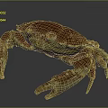 Spotted Brownish Red Crab With Large Claws And Segmented Legs On Smooth Surface Showing Reflection