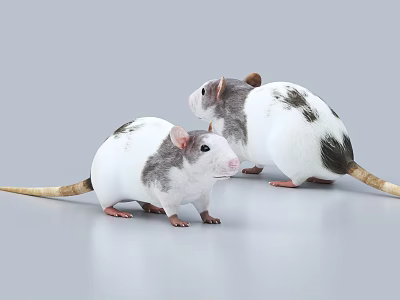 Two Cute White And Gray Pet Rats Standing On Smooth Gray Surface 3d model