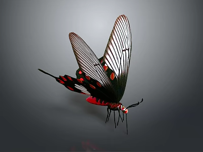 Striking Black and Red Butterfly Flying with Red Spotted Wings on Gray Background 3d model
