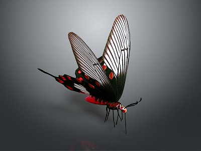 Modern Butterfly Colored Butterfly Tabby Butterfly Leaf Butterfly 3d model