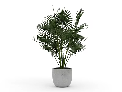 Potted Fan Palm Plant in Gray Concrete Pot for Indoor Home Decor 3d model