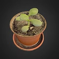 Charming Garden Decor Small Plant in Terracotta Pot with Saucer and Fresh Green Leaves