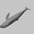 Game Movie Character White Dolphin 3D Render with Animated Realistic Design 3d model